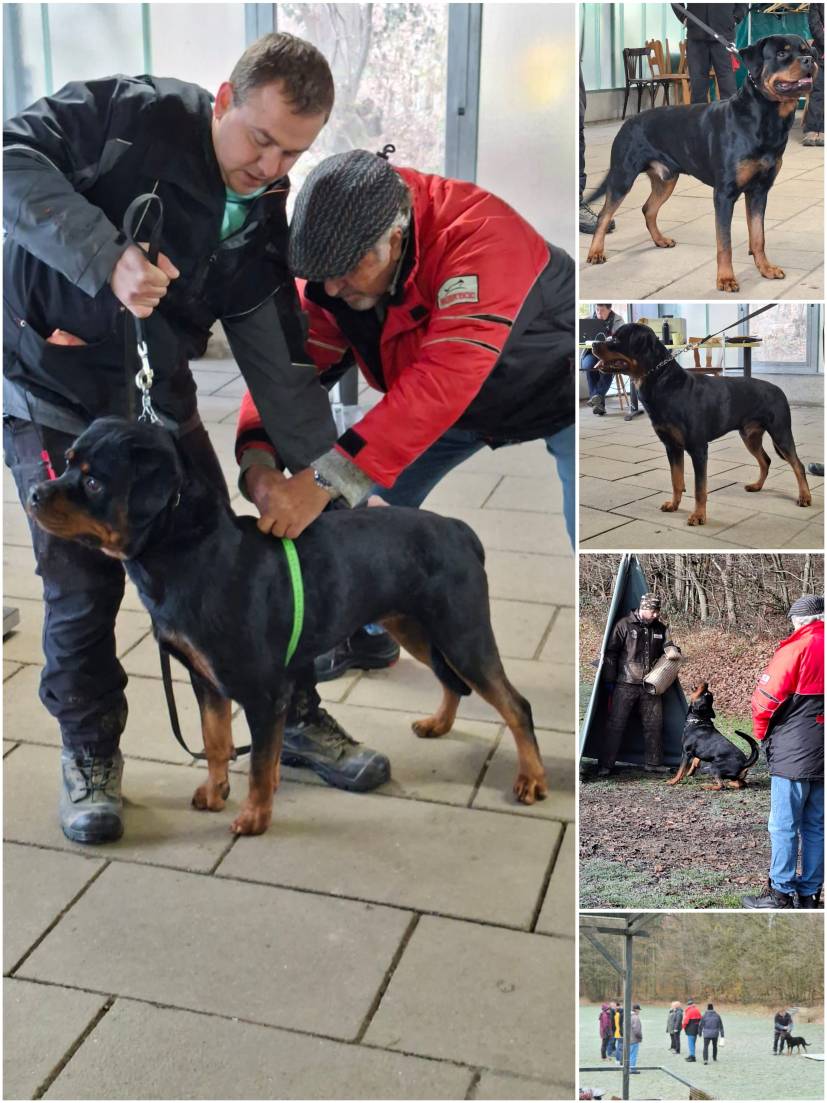 Ein riesen Dank geht an Pascal Märkle, der mit voller Hingabe und vollem Einsatz mit Ares für die ZTP trainiert hat und ihn auch an der Prüfung erfolgreich vorgeführt hat. VIELEN DANK Pascal.