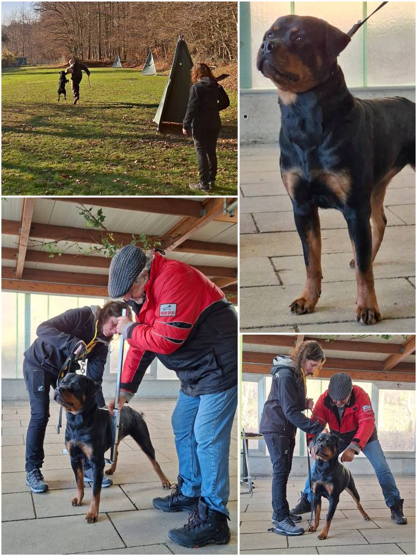 Buffy erfüllt nun alle Voraussetzungen, um selbst einmal Mama werden zu dürfen. Wieso warten wir dann noch bis 2027? Ganz einfach: Buffy ist zwar jetzt genau 20 Monate alt und dürfte laut ADRK bereits belegt werden, jedoch empfinden wir dieses Alter persönlich als noch zu früh. Das muss selbstverständlich jeder für sich entscheiden – wir möchten jedoch noch warten. Uns ist wichtig, dass Buffy ihre körperliche und mentale Reife vollständig erreicht. Buffy soll erst einmal selbst erwachsen werden dürfen, bevor wir ihr die Verantwortung als Mutter anvertrauen.